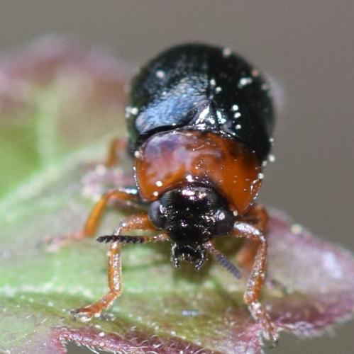 Réf. 271 203 : Smaragdina salicina